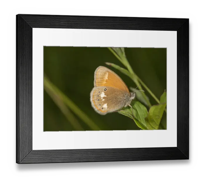 Framed Print : Chestnut Heath butterfly -Coeonympha glycerion-, Neresheim, Baden-Wuerttemberg, Germany, Europe