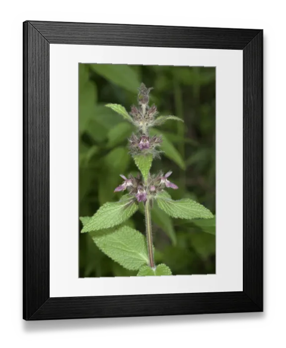 Framed Print : Downy Woundwort -Stachys germanica-, Neresheim, Baden-Wuerttemberg, Germany, Europe Framed Print : Downy Woundwort -Stachys germanica-, Neresheim, Baden-Wuerttemberg, Germany, Europe
