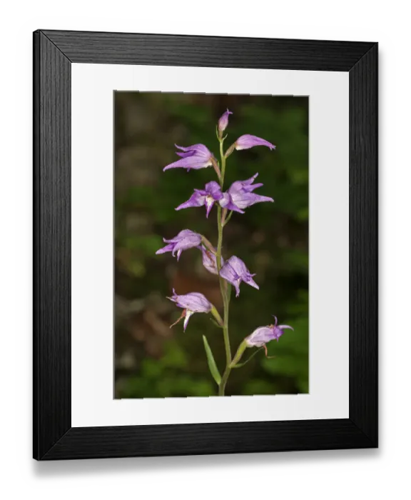 Framed Print : Red Helleborine -Cephalanthera rubra-, Degenfeld, Baden-Wuerttemberg, Germany, Europe Framed Print : Red Helleborine -Cephalanthera rubra-, Degenfeld, Baden-Wuerttemberg, Germany, Europe