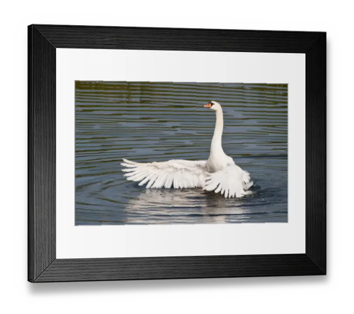 Framed Print : Mute Swan -Cygnus olor- spreading its wings, North Hesse, Hesse, Germany Framed Print : Mute Swan -Cygnus olor- spreading its wings, North Hesse, Hesse, Germany