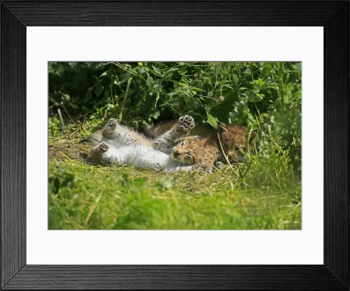 Framed Print : Playing young lynxes -Lynx-, Haltern game park, Germany Framed Print : Playing young lynxes -Lynx-, Haltern game park, Germany