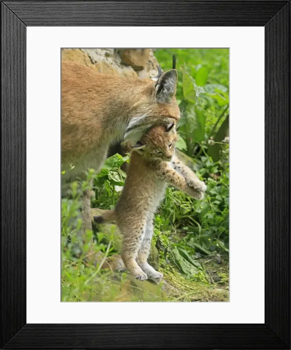 Framed Print : Young lynx -Lynx- is carried by its head by female, wildlife park Haltern, Germany Framed Print : Young lynx -Lynx- is carried by its head by female, wildlife park Haltern, Germany
