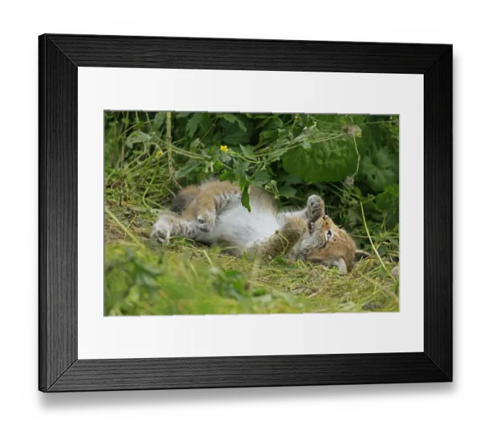 Framed Print : Lynx -Lynx-, cub wallowing, Haltern game park, Germany Framed Print : Lynx -Lynx-, cub wallowing, Haltern game park, Germany