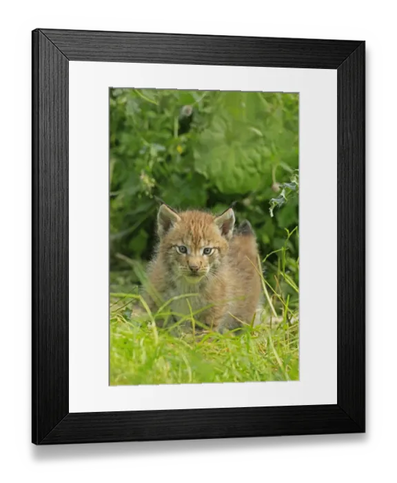Framed Print : Lynx -Lynx-, cub walking through the grass, wildlife park Haltern, Germany Framed Print : Lynx -Lynx-, cub walking through the grass, wildlife park Haltern, Germany