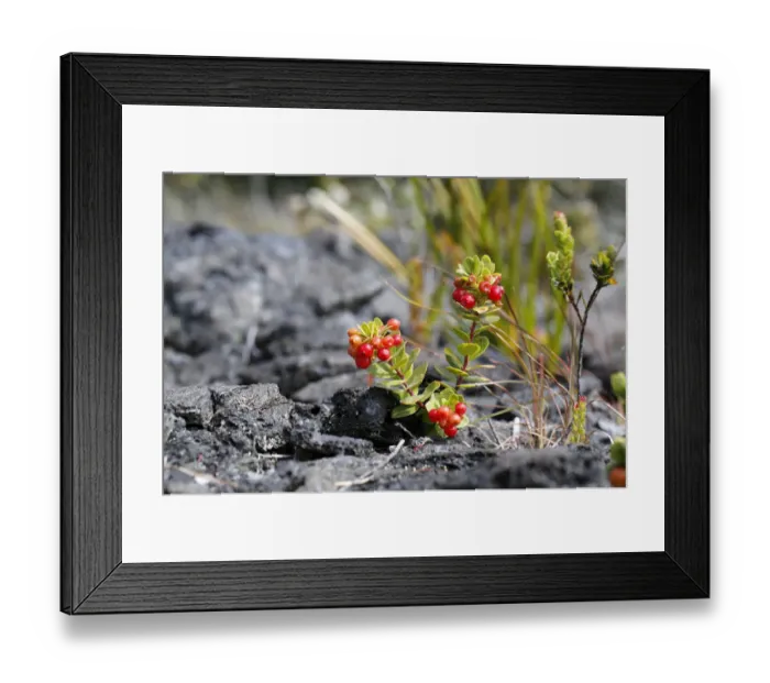 Framed Print : Ohelo Ai Berry -Vaccinium reticulatum-, Hawaii Volcanoes National Park, Hawaii, USA Framed Print : Ohelo Ai Berry -Vaccinium reticulatum-, Hawaii Volcanoes National Park, Hawaii, USA