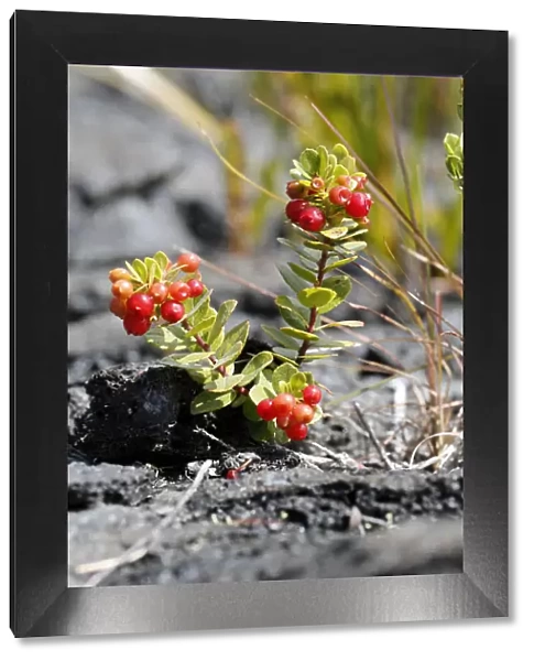 Ohelo Ai Berry -Vaccinium reticulatum-, Hawaii Volcanoes National Park, Hawaii, USA