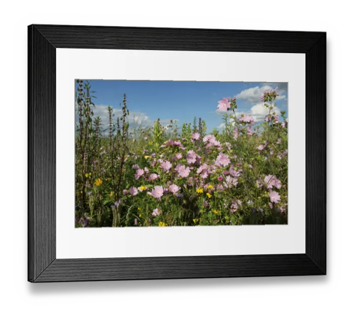 Framed Print : Flower meadow, Allgaeu, Bavaria, Germany, Europe Framed Print : Flower meadow, Allgaeu, Bavaria, Germany, Europe