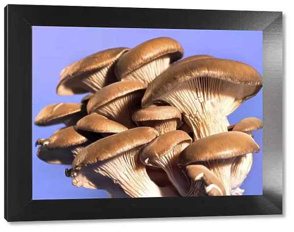 Oyster mushrooms -Pleurotus ostreatus-