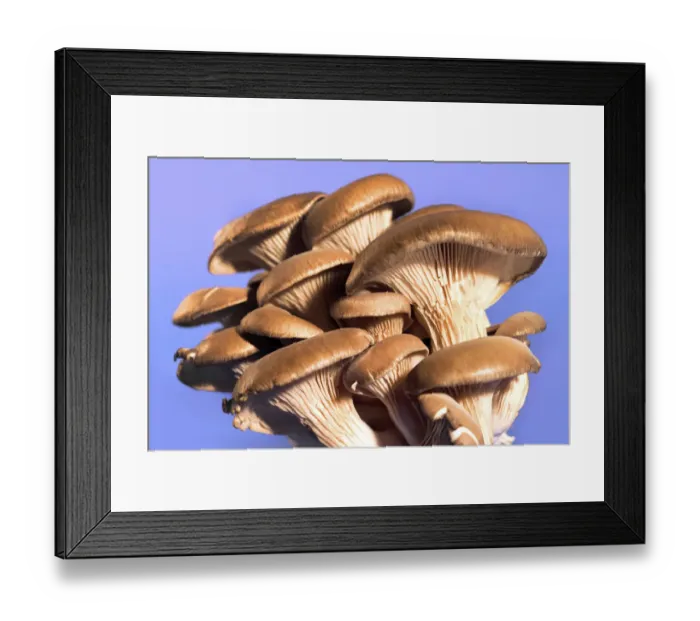 Framed Print : Oyster mushrooms -Pleurotus ostreatus-