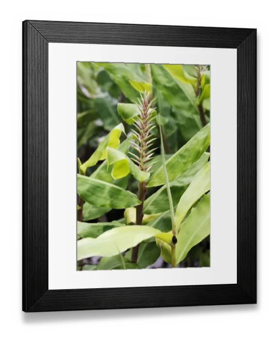 Framed Print : Kahili Ginger, ornamental ginger -Hedychium sp. -, in flower, invasive species, Hawaii Volcanoes National Park, Hawaii, USA Framed Print : Kahili Ginger, ornamental ginger -Hedychium sp. -, in flower, invasive species, Hawaii Volcanoes National Park, Hawaii, USA