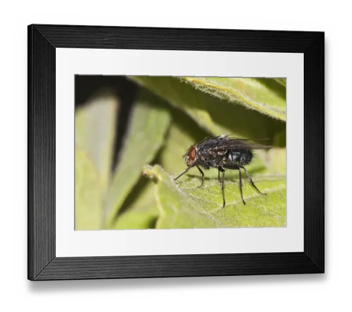 Framed Print : Blow-fly, carrion fly -Calliphoridae- Framed Print : Blow-fly, carrion fly -Calliphoridae-