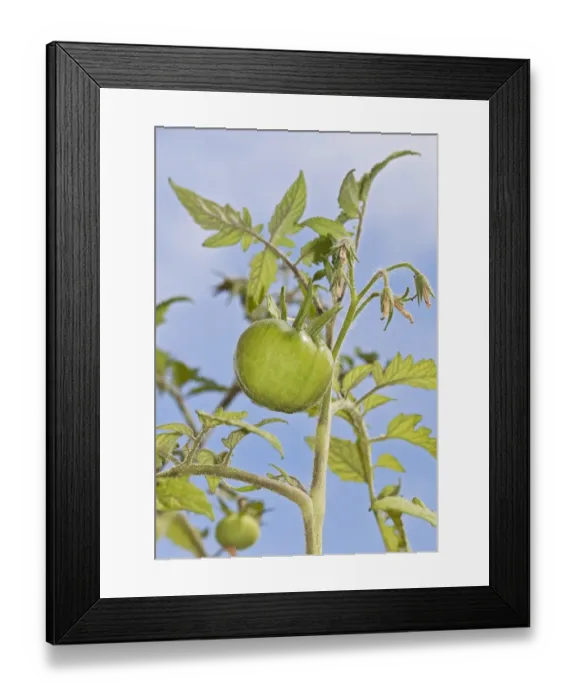 Framed Print : Tomato -Solanum lycopersicum-, Harzer Riesen variety Framed Print : Tomato -Solanum lycopersicum-, Harzer Riesen variety