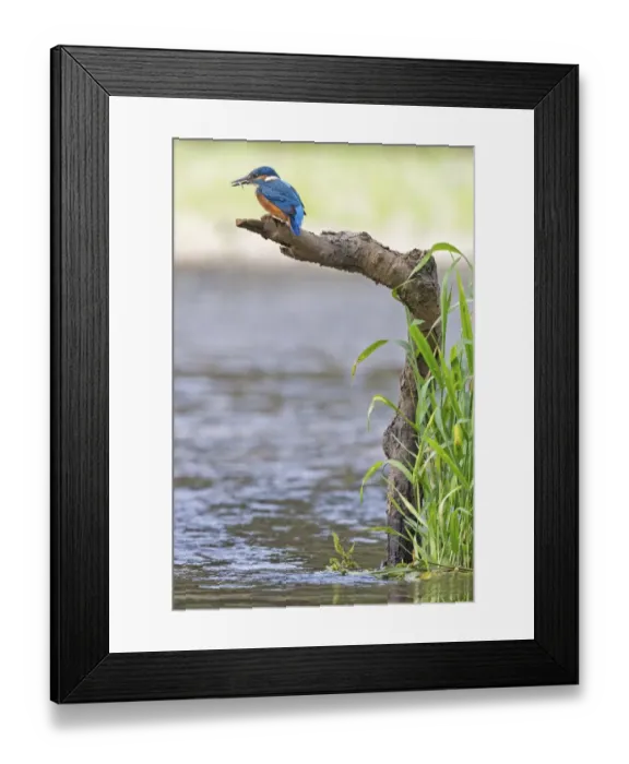 Framed Print : Kingfisher -Alcedo atthis-, young bird with caught stickleback, Middle Elbe, Saxony-Anhalt, Germany Framed Print : Kingfisher -Alcedo atthis-, young bird with caught stickleback, Middle Elbe, Saxony-Anhalt, Germany