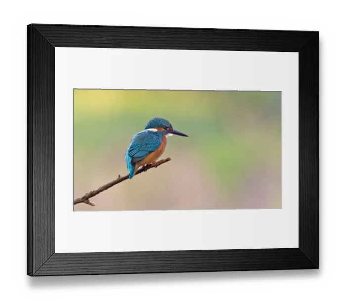 Framed Print : Kingfisher -Alcedo atthis-, young bird on perch, Middle Elbe, Saxony-Anhalt, Germany Framed Print : Kingfisher -Alcedo atthis-, young bird on perch, Middle Elbe, Saxony-Anhalt, Germany