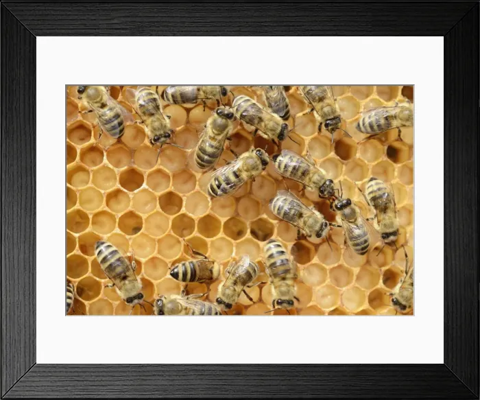 Framed Print : Honey bees -Apis mellifera-, worker bees caring for the brood, on brood cells, larvae, circa 8 days, in honeycomb cells Framed Print : Honey bees -Apis mellifera-, worker bees caring for the brood, on brood cells, larvae, circa 8 days, in honeycomb cells