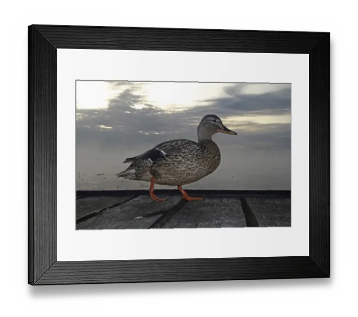 Framed Print : Mallard -Anas platyrhynchos-, female, Baden-Wuerttemberg, Germany, Europe Framed Print : Mallard -Anas platyrhynchos-, female, Baden-Wuerttemberg, Germany, Europe