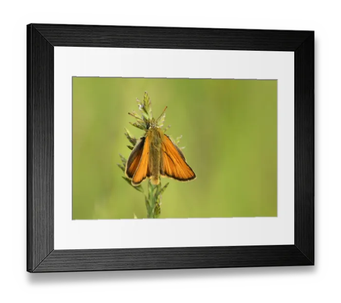 Framed Print : Essex Skipper or European Skipper -Thymelicus lineola-, Zug, Switzerland, Europe Framed Print : Essex Skipper or European Skipper -Thymelicus lineola-, Zug, Switzerland, Europe