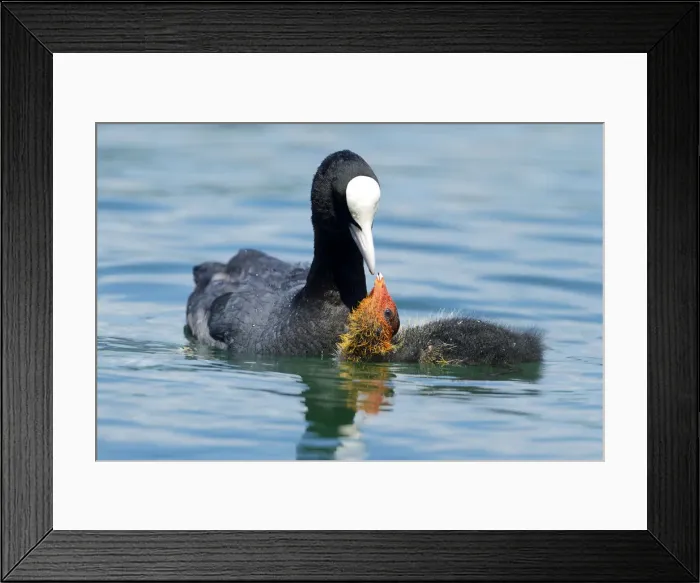 Framed Print : Coot -Fulica atra-, feeding young, Lake Zug, Zug, Switzerland, Europe Framed Print : Coot -Fulica atra-, feeding young, Lake Zug, Zug, Switzerland, Europe