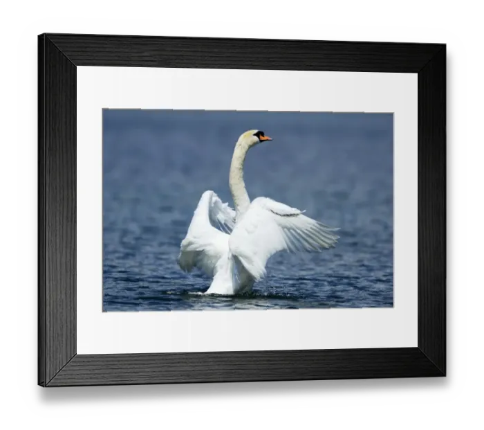 Framed Print : Mute Swan -Cygnus olor- shaking wings, Lake Zug, Zug, Switzerland, Europe Framed Print : Mute Swan -Cygnus olor- shaking wings, Lake Zug, Zug, Switzerland, Europe