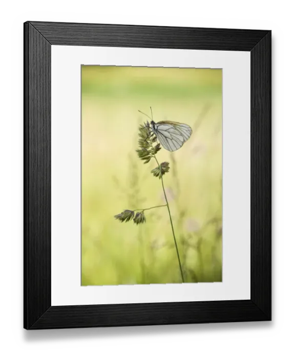 Framed Print : Black-veined White butterfly -Aporia crataegi- on Cock s-foot or Orchard Grass -Dactylis glomerata-, Thuringia, Germany Framed Print : Black-veined White butterfly -Aporia crataegi- on Cock s-foot or Orchard Grass -Dactylis glomerata-, Thuringia, Germany
