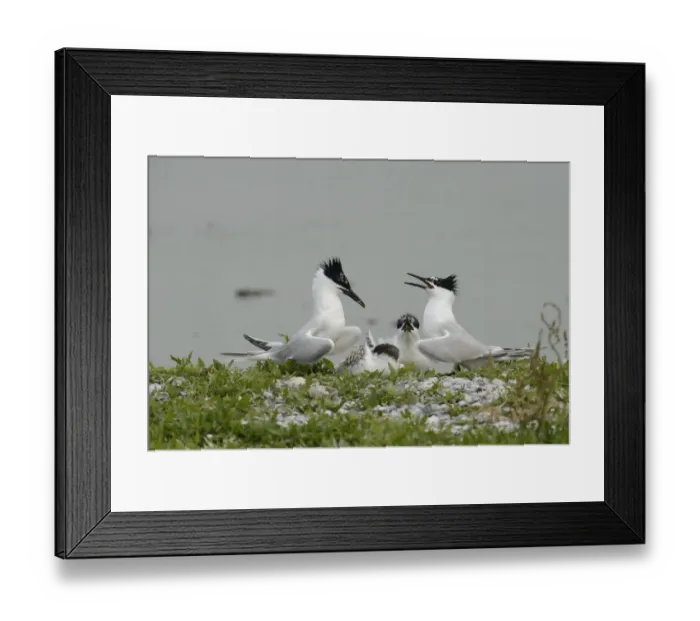 Framed Print : Sandwich Terns -Sterna sandvicensis-, in the breeding colony, Texel, The Netherlands, Europe Framed Print : Sandwich Terns -Sterna sandvicensis-, in the breeding colony, Texel, The Netherlands, Europe