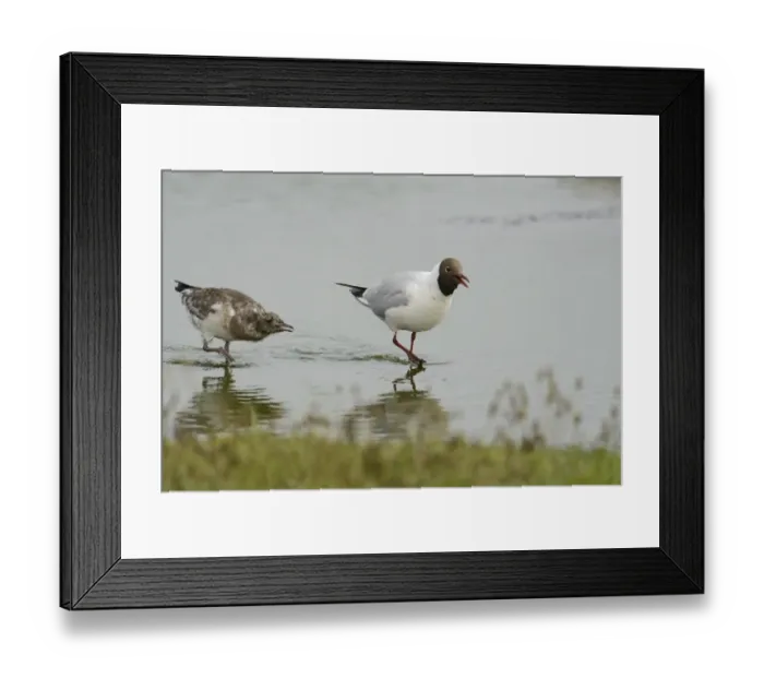 Framed Print : Black-headed gull -Larus ridibundus-, with chick, Texel, The Netherlands, Europe