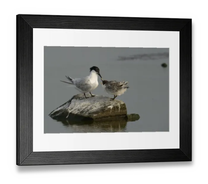 Framed Print : Sandwich Tern -Sterna sandvicensis- with chick, Texel, The Netherlands, Europe Framed Print : Sandwich Tern -Sterna sandvicensis- with chick, Texel, The Netherlands, Europe