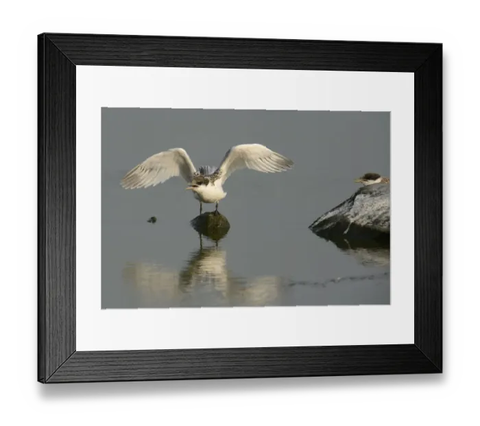 Framed Print : First flight tests of a young Sandwich Tern -Sterna sandvicensis-, Texel, The Netherlands, Europe Framed Print : First flight tests of a young Sandwich Tern -Sterna sandvicensis-, Texel, The Netherlands, Europe