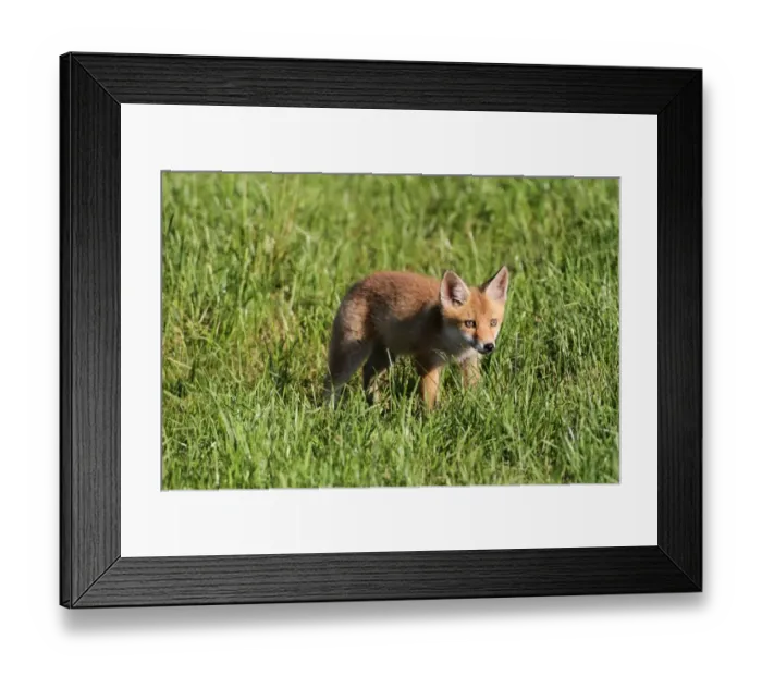 Framed Print : Young red fox -Vulpes vulpes- in the field, Allgaeu, Bavaria, Germany, Europe Framed Print : Young red fox -Vulpes vulpes- in the field, Allgaeu, Bavaria, Germany, Europe