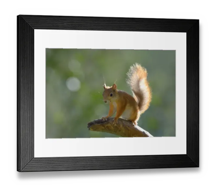 Framed Print : Eurasian Red Squirrel -Sciurus vulgaris- on a pine branch, Nationalpark Oulanka, Nationalpark, Lapland, Finland