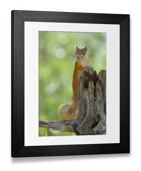 Framed Print : Eurasian Red Squirrel -Sciurus vulgaris- looks curiously out from behind an old pine stump, Nationalpark Oulanka, Nationalpark, Lapland, Finland Framed Print : Eurasian Red Squirrel -Sciurus vulgaris- looks curiously out from behind an old pine stump, Nationalpark Oulanka, Nationalpark, Lapland, Finland