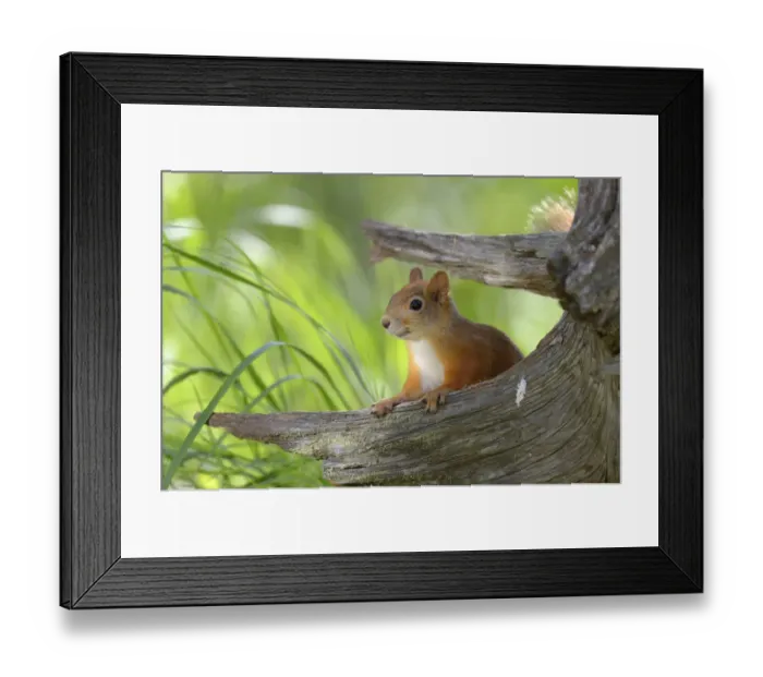 Framed Print : Eurasian Red Squirrel -Sciurus vulgaris- looks curiously out from behind an old pine stump, Nationalpark Oulanka, Nationalpark, Lapland, Finland Framed Print : Eurasian Red Squirrel -Sciurus vulgaris- looks curiously out from behind an old pine stump, Nationalpark Oulanka, Nationalpark, Lapland, Finland