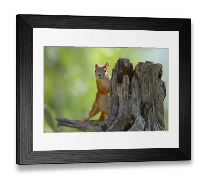 Framed Print : Eurasian Red Squirrel -Sciurus vulgaris- looks curiously out from behind an old pine stump, Nationalpark Oulanka, Nationalpark, Lapland, Finland Framed Print : Eurasian Red Squirrel -Sciurus vulgaris- looks curiously out from behind an old pine stump, Nationalpark Oulanka, Nationalpark, Lapland, Finland