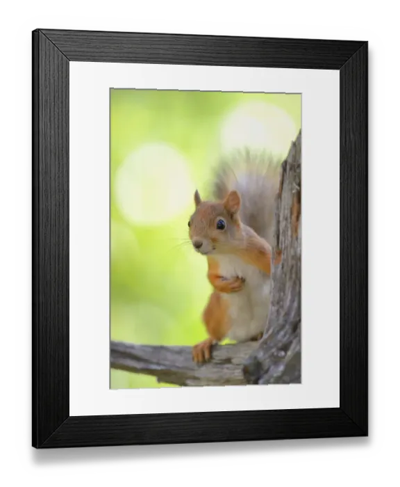 Framed Print : Eurasian Red Squirrel -Sciurus vulgaris- looks curiously out from behind an old pine stump, Nationalpark Oulanka, Nationalpark, Lapland, Finland Framed Print : Eurasian Red Squirrel -Sciurus vulgaris- looks curiously out from behind an old pine stump, Nationalpark Oulanka, Nationalpark, Lapland, Finland