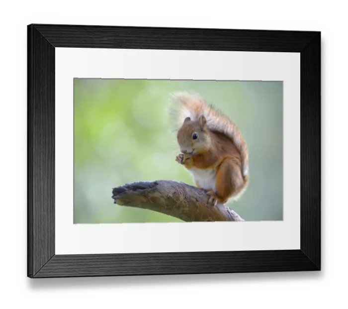 Framed Print : Eurasian Red Squirrel -Sciurus vulgaris- on a pine branch, Nationalpark Oulanka, Nationalpark, Lapland, Finland Framed Print : Eurasian Red Squirrel -Sciurus vulgaris- on a pine branch, Nationalpark Oulanka, Nationalpark, Lapland, Finland