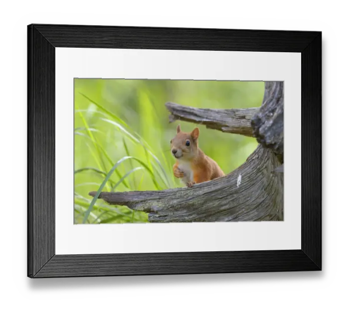 Framed Print : Eurasian Red Squirrel -Sciurus vulgaris- looks curiously out from behind an old pine stump, Nationalpark Oulanka, Nationalpark, Lapland, Finland