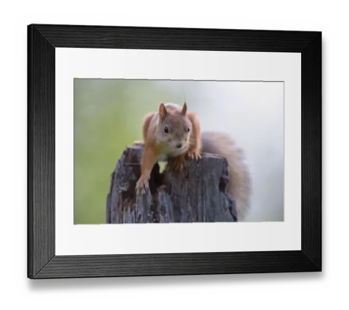 Framed Print : Eurasian Red Squirrel -Sciurus vulgaris- in search of food on an old pine stump, Nationalpark Oulanka, Nationalpark, Lapland, Finland Framed Print : Eurasian Red Squirrel -Sciurus vulgaris- in search of food on an old pine stump, Nationalpark Oulanka, Nationalpark, Lapland, Finland
