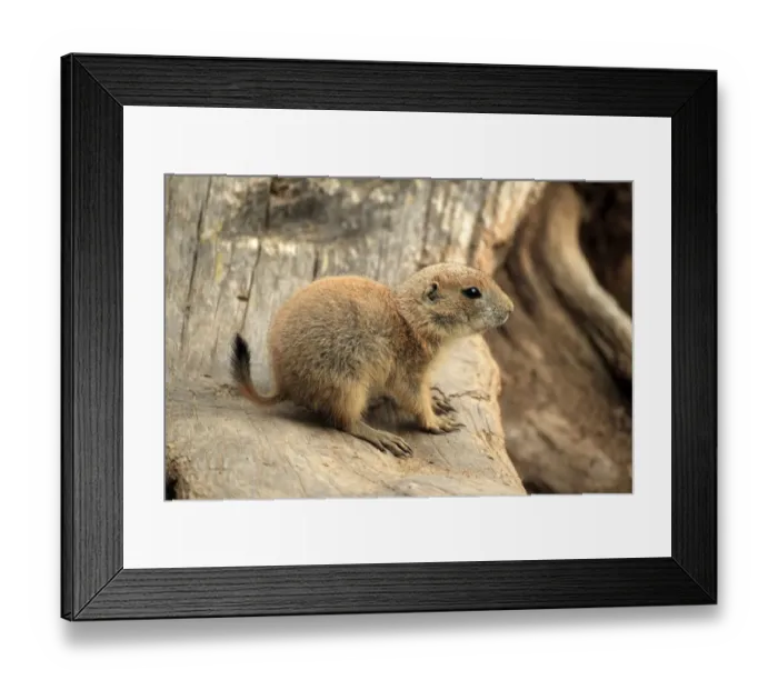 Framed Print : Black-tailed Prairie Dog -Cynomys ludovicianus-, pup, native to North America, captive, Heidelberg, Baden-Wurttemberg, Germany Framed Print : Black-tailed Prairie Dog -Cynomys ludovicianus-, pup, native to North America, captive, Heidelberg, Baden-Wurttemberg, Germany
