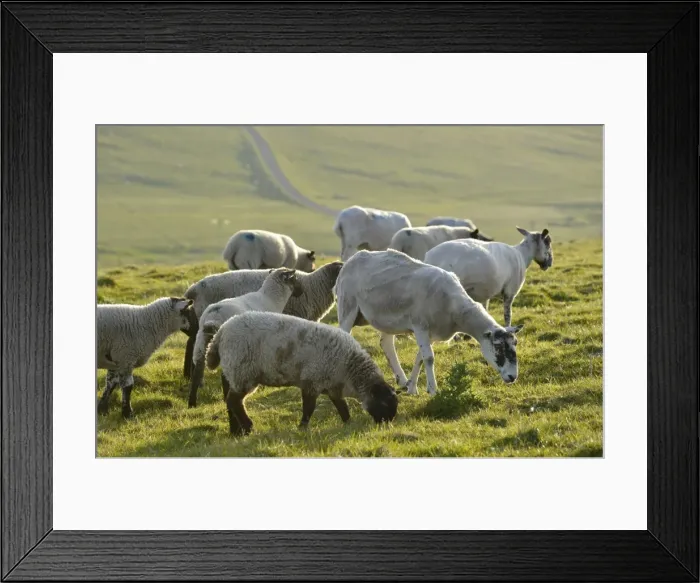 Framed Print : Sheep on a pasture near the Stacks of Duncansby, north coast of Scotland, John o Groats, Freswick, Dunnet, Caithness, Scotland, United Kingdom, Europe Framed Print : Sheep on a pasture near the Stacks of Duncansby, north coast of Scotland, John o Groats, Freswick, Dunnet, Caithness, Scotland, United Kingdom, Europe