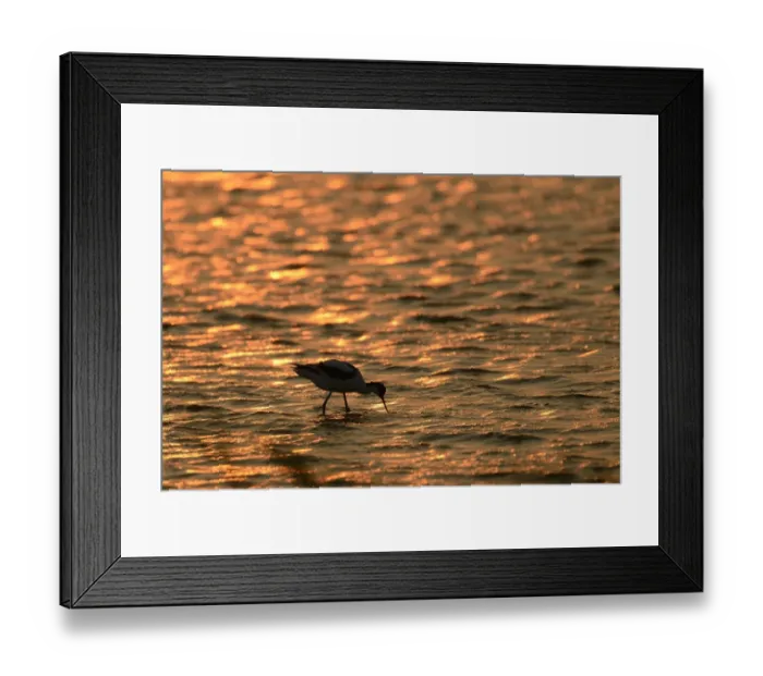Framed Print : Pied Avocet -Recurvirostra avosetta-, against the light at sunset, standing in water, Texel, The Netherlands, Europe Framed Print : Pied Avocet -Recurvirostra avosetta-, against the light at sunset, standing in water, Texel, The Netherlands, Europe