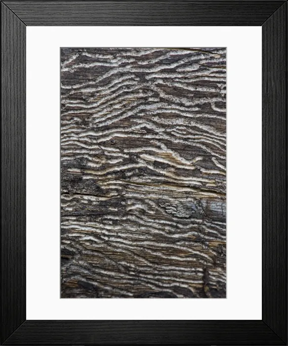 Framed Print : Larval tunnels, bark beetles, wood, Stuttgart, Baden-Wuerttemberg, Germany, Europe Framed Print : Larval tunnels, bark beetles, wood, Stuttgart, Baden-Wuerttemberg, Germany, Europe