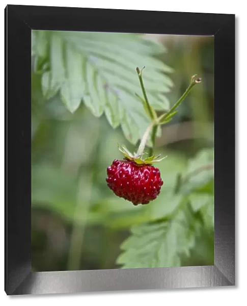 Wild strawberry, woodland strawberry -Fragaria vesca-, Stuttgart, Baden-Wuerttemberg, Germany, Europe