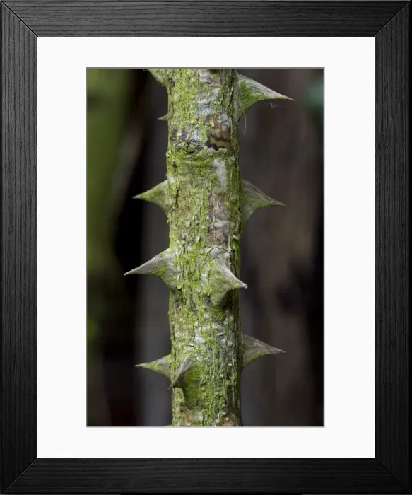 Framed Print : Thorns of a rose -Rosa-, old rosebush, Stuttgart, Baden-Wuerttemberg, Germany, Europe Framed Print : Thorns of a rose -Rosa-, old rosebush, Stuttgart, Baden-Wuerttemberg, Germany, Europe