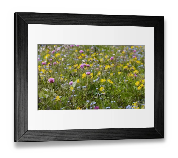 Framed Print : Wildflower meadow in the Dolomiti di Sesto National Park, Sexten Dolomites, Hochpustertal, High Puster Valley, South Tyrol, Italy, Europe Framed Print : Wildflower meadow in the Dolomiti di Sesto National Park, Sexten Dolomites, Hochpustertal, High Puster Valley, South Tyrol, Italy, Europe