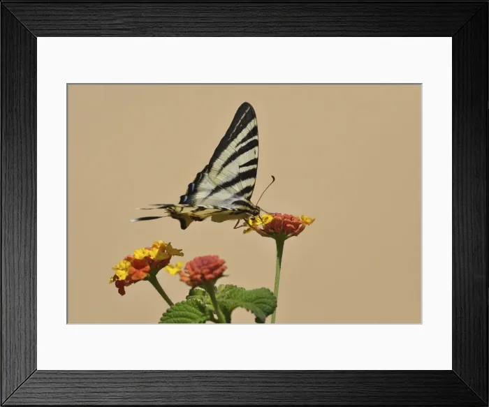 Framed Print : Scarce Swallowtail butterfly -Iphiclides podalirius- on Shrub Verbena, Stalida, Stalis, Crete, Greece, Europe Framed Print : Scarce Swallowtail butterfly -Iphiclides podalirius- on Shrub Verbena, Stalida, Stalis, Crete, Greece, Europe