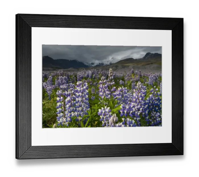 Framed Print : Nootka lupine -Lupinus nootkatensis-, Myrdalsjoekull glacier, South Coast, Iceland, Europe Framed Print : Nootka lupine -Lupinus nootkatensis-, Myrdalsjoekull glacier, South Coast, Iceland, Europe
