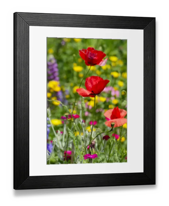 Framed Print : Flower bed with poppies -Papaver rhoeas- Framed Print : Flower bed with poppies -Papaver rhoeas-