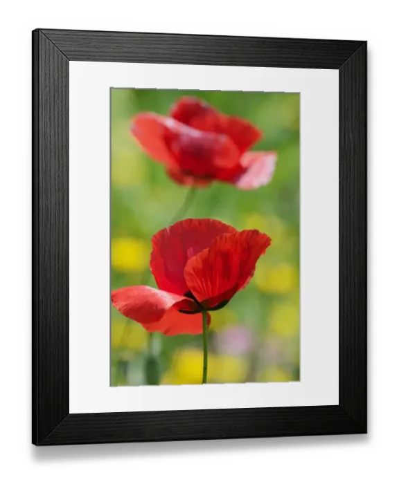 Framed Print : Poppy flowers -Papaver rhoeas-