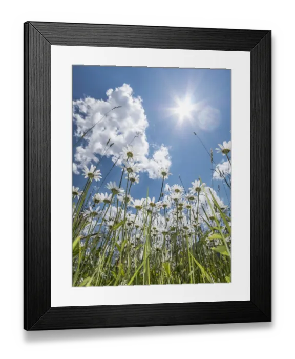 Framed Print : Daisies -Leucanthemum vulgare- from below, flower meadow, worms eye view, blue summer sky and sun with rays Framed Print : Daisies -Leucanthemum vulgare- from below, flower meadow, worms eye view, blue summer sky and sun with rays