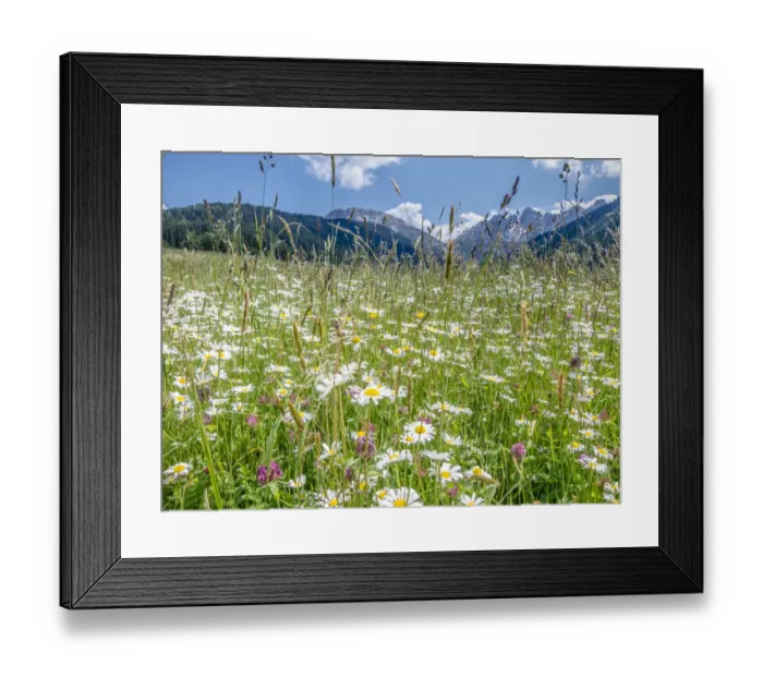 Framed Print : Meadow with daisies -Leucanthemum vulgare- at Axamer Lizum, Mt Kalkkoegel at back, Tyrol, Austria, Europe Framed Print : Meadow with daisies -Leucanthemum vulgare- at Axamer Lizum, Mt Kalkkoegel at back, Tyrol, Austria, Europe